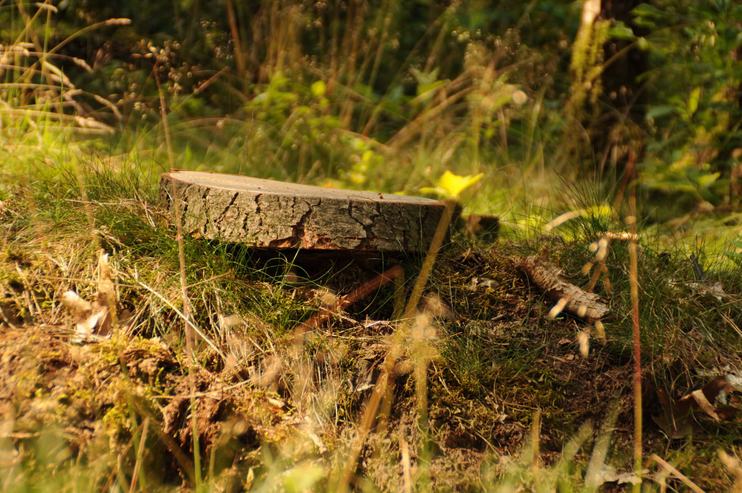 Een dicht natuurgraf met daarop een houten naambordje