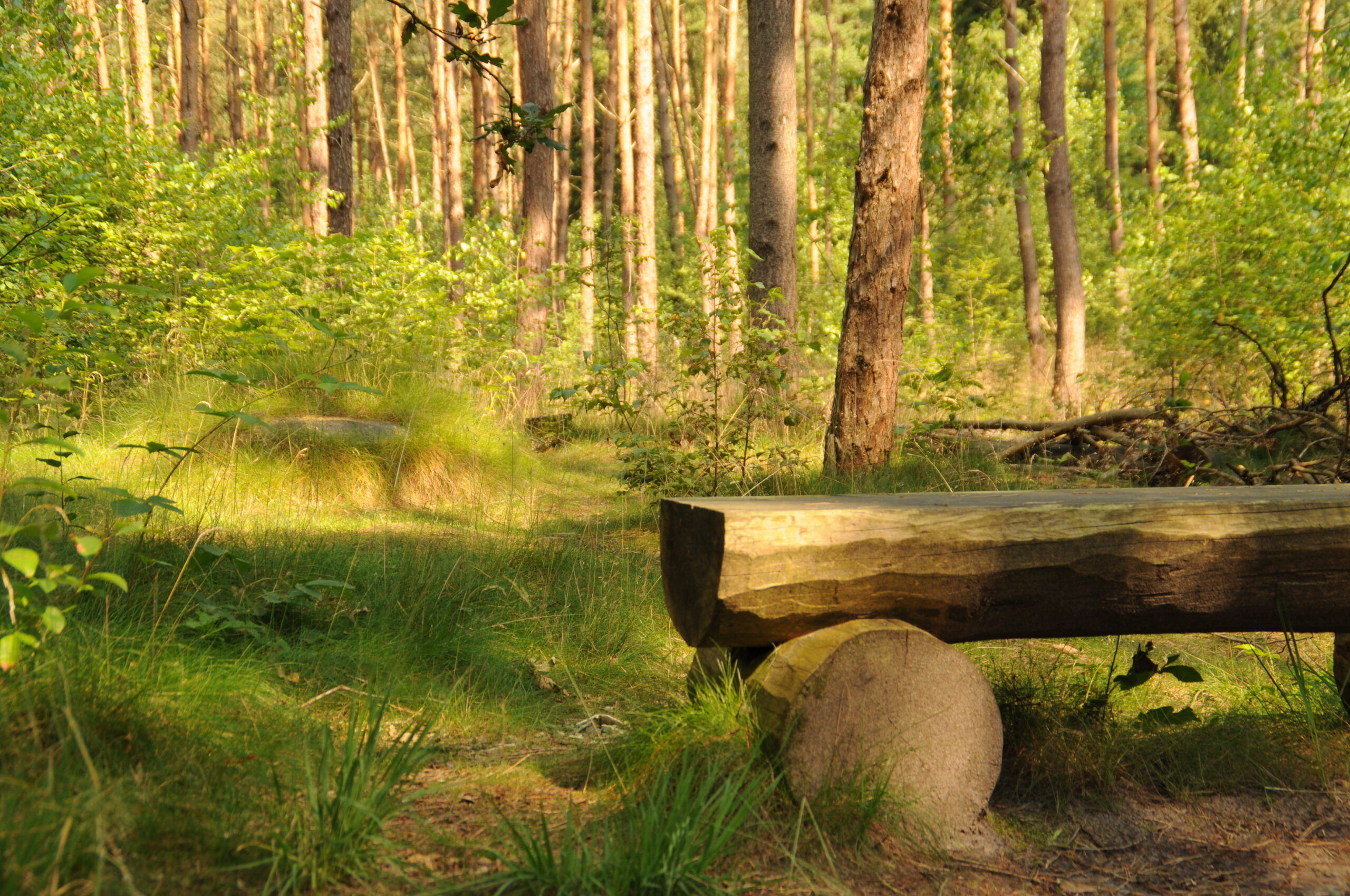 Natuur op een natuurbegraafplaats